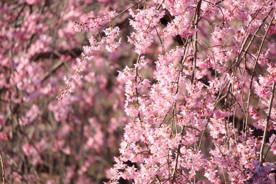 5130-14.3.28午後の陽を受ける一重紅枝垂れ桜中アップ.jpg