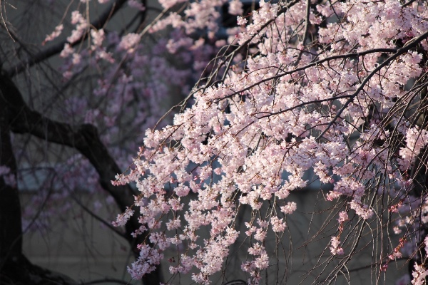 5131-14.3.28午後の陽を受ける祇園しだれ桜中アップ.jpg