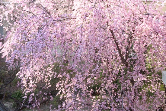 5143-14.3.28一重紅枝垂れ桜、夕陽を受けて.jpg