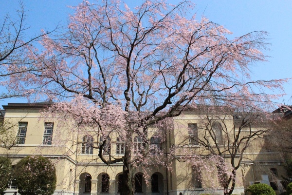 5144-14.3.28朝の中庭祇園枝垂れ桜.jpg