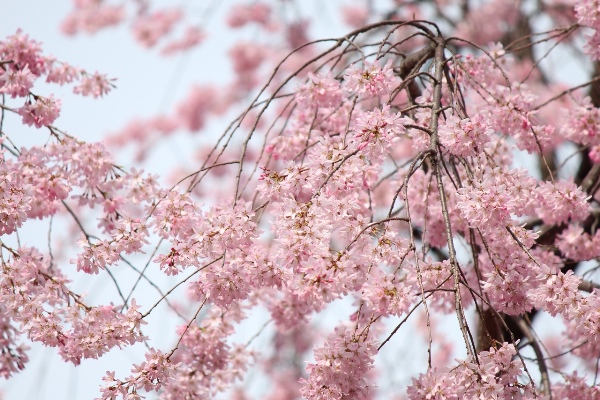 5224-14.3.31一重紅枝垂れ桜中アップ.jpg