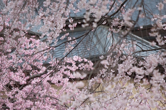 5236-14.3.31祇園しだれ桜と一重紅枝垂れ中アップ.jpg