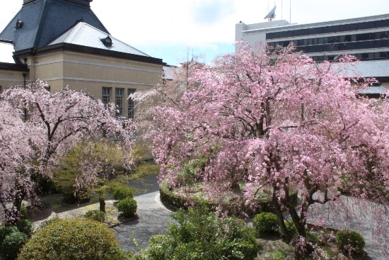 5290-北東窓から2種しだれ桜.jpg