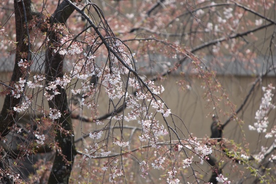 5297-祇園しだれ桜中アップ.jpg