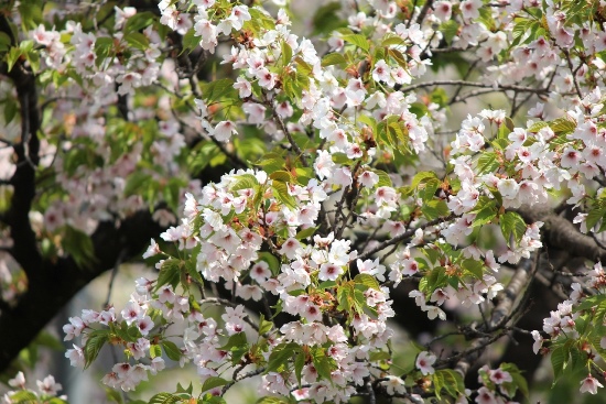 5304-大島桜.jpg