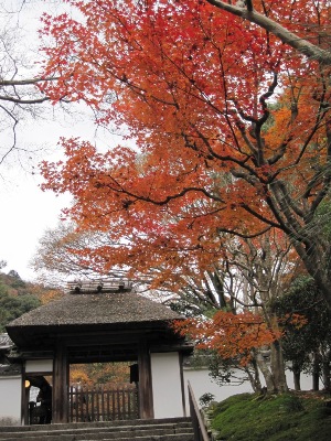 549-山門石段紅葉.JPG