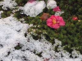 588-浄福寺山茶花.JPG