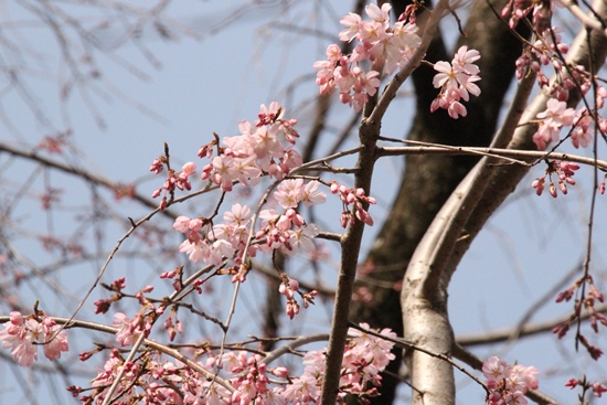 6337-15.3.22祇園しだれ桜.jpg