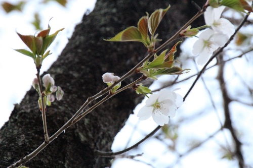 6357-15.3．27大島桜開花.jpg