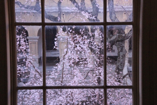 6359-17.3．27窓から祇園枝垂れ桜.jpg