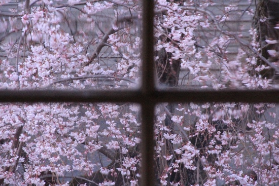 6360-15.3．27窓から祇園枝垂れ桜.jpg