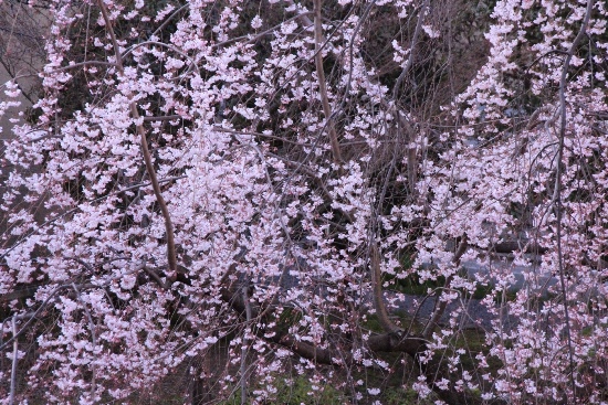 6361-15.3．27夕方祇園枝垂れ桜部分アップ.jpg