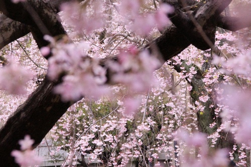 6362-1.3.29手前一重紅枝垂れ桜をぼかす祇園枝垂れ桜.jpg