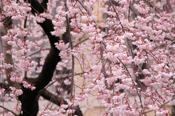 6373-15.3.29祇園しだれ桜中アップ.jpg