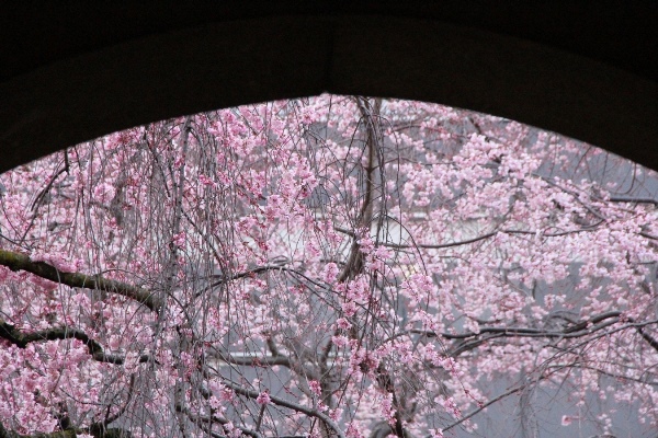 6376-15.3.29上部アーチ形に2種の枝垂れ桜.jpg