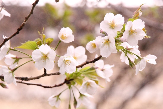 6379-15.3.29大島桜アップ.jpg