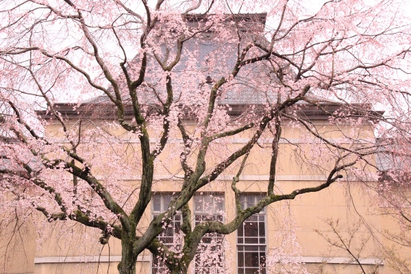 6380-15.3.29北側から祇園枝垂れ桜上から半分.jpg