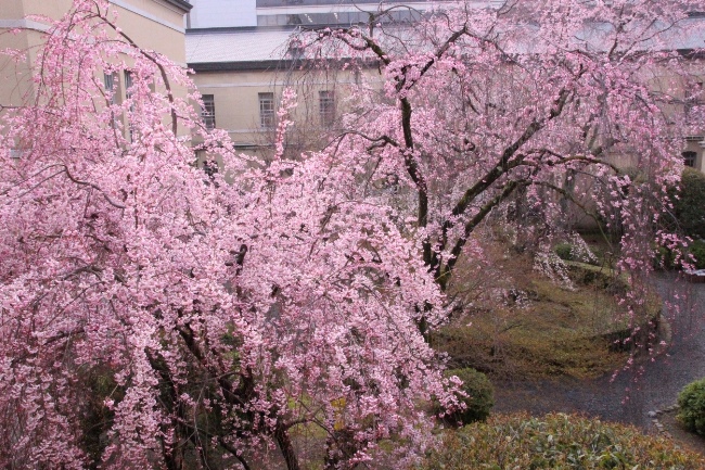 6383-15.3.292階東側から中庭全体風景.jpg