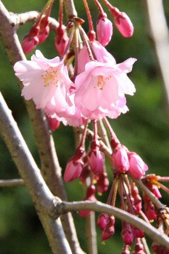 6404-１５．３．３１八重紅枝垂れ桜開花.jpg