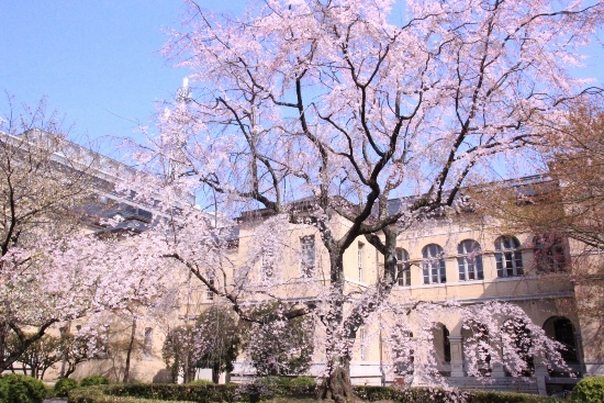 6413-16.3.31中庭南東方向から祇園枝垂れ桜.jpg