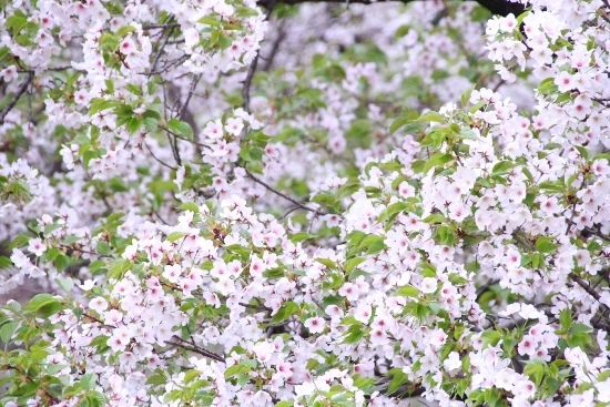 6453-15.4.3大島桜枝が交差する様.jpg