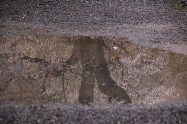 6454-15.4.3水溜りに映る祇園しだれ桜の幹と大島桜.jpg