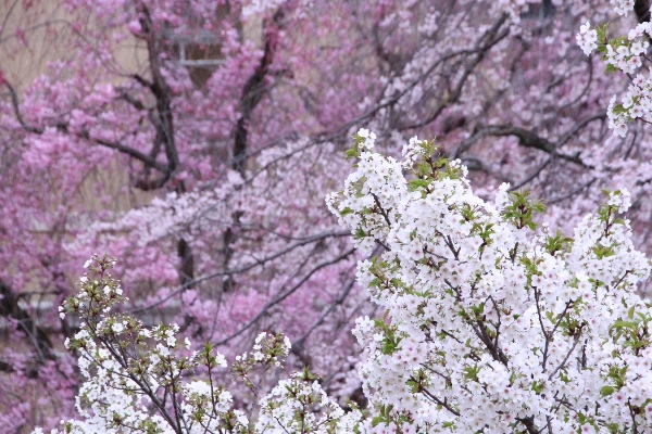 6455-15.4.3大島桜手前、後方に祇園枝垂れ桜と八重紅枝垂れ桜.jpg