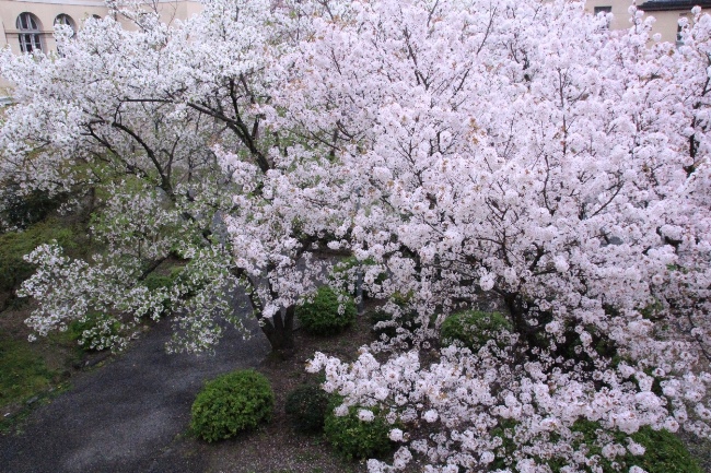 6464-15.4.3容保桜3分の2と大島桜.jpg