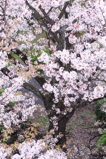 6466-15.4.3容保桜幹中心部を中心に.jpg