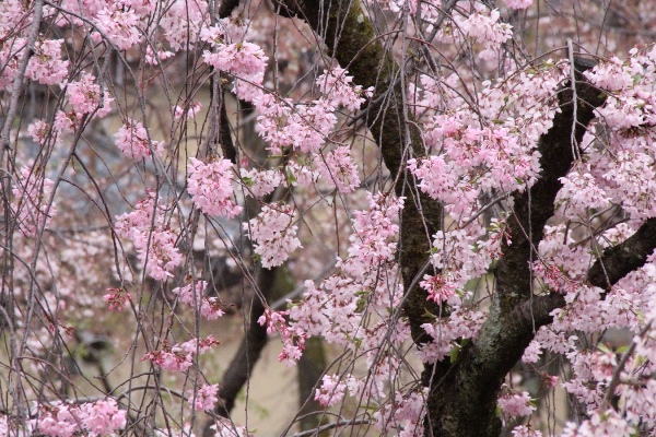 6478-15.4.7一重紅枝垂れ桜トップアップ.jpg