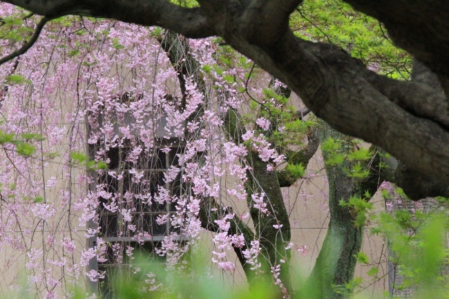 6505-15.4.7緑の向こうに八重紅枝垂れ桜.jpg