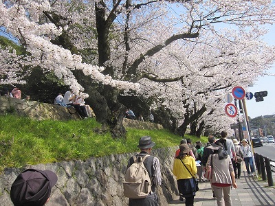 6521-インクライン桜.JPG