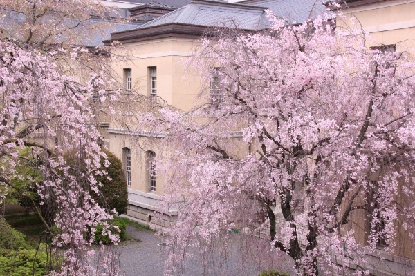 6556-15.4.12左に一重紅枝垂れ桜＆右に八重枝垂れ桜.jpg