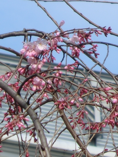 667-20110325府庁の桜開花縦.JPG