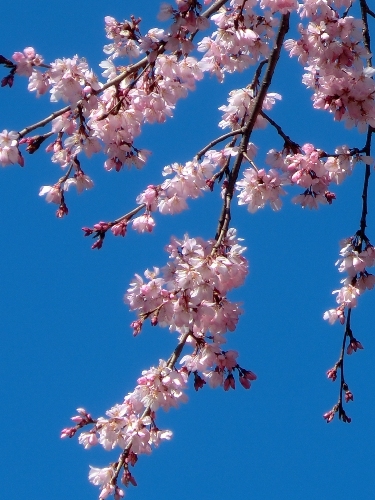 京都府庁旧本館中庭 しだれ桜開花状況 11 4 1 京都観光文化を考える会 都草