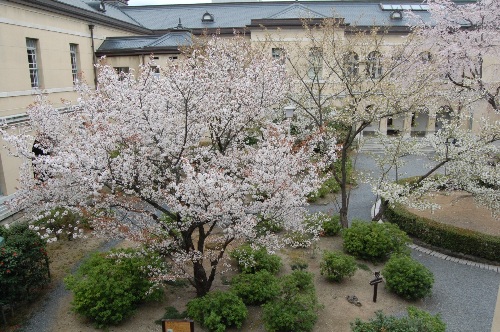 705-中庭の容保桜全体像.JPG