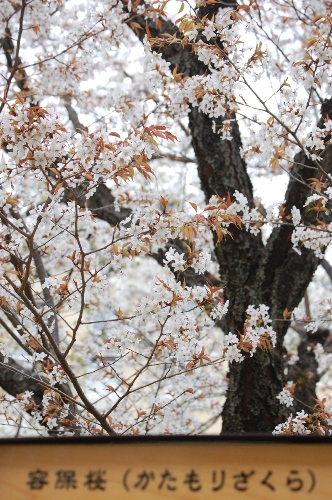 707-容保桜看板つき.JPG