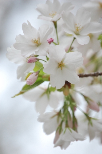 708-大島桜アップ.JPG