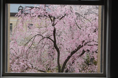 709-窓から満開べにしだれ桜.JPG
