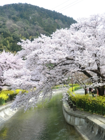 712-山科歴探桜、菜の花、川.JPG