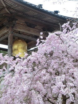 720-本圀寺の金の鐘と桜.JPG