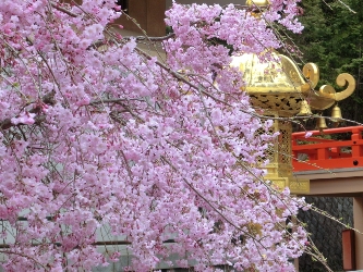 721-本圀寺紅しだれ桜と金の燈籠.JPG