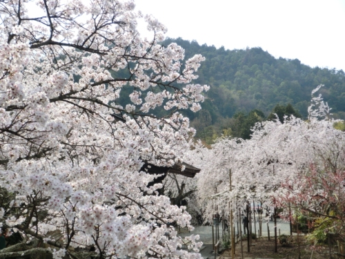 723-毘沙門堂しだれ桜と桜.JPG
