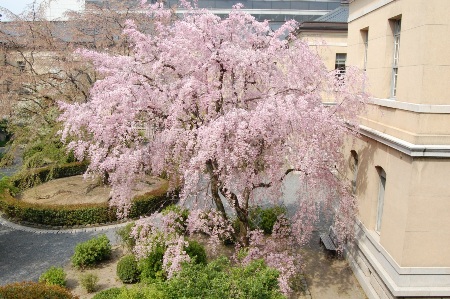 727-朝の北側しだれ桜側面全体.JPG