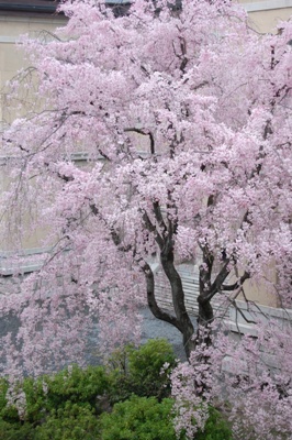 734-朝北側しだれ桜東より斜め全体.JPG