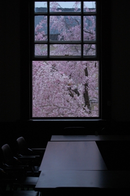 735-薄暮部屋の中から机といすと桜.JPG