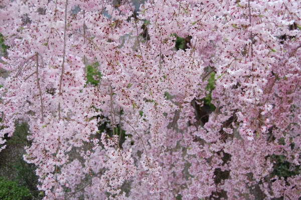 739-薄暮北東窓、２階よりしだれ桜を上から撮る.JPG