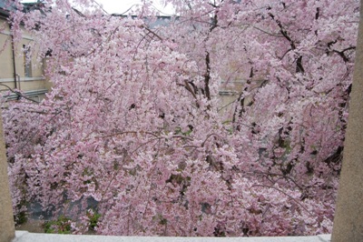 740-薄暮北東窓を開け手が届きそうなしだれ桜.JPG