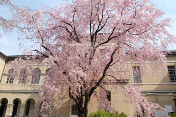 741-朝北側しだれ桜正面全体（小）.JPG