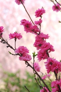 745-桜をバックに花桃.JPG